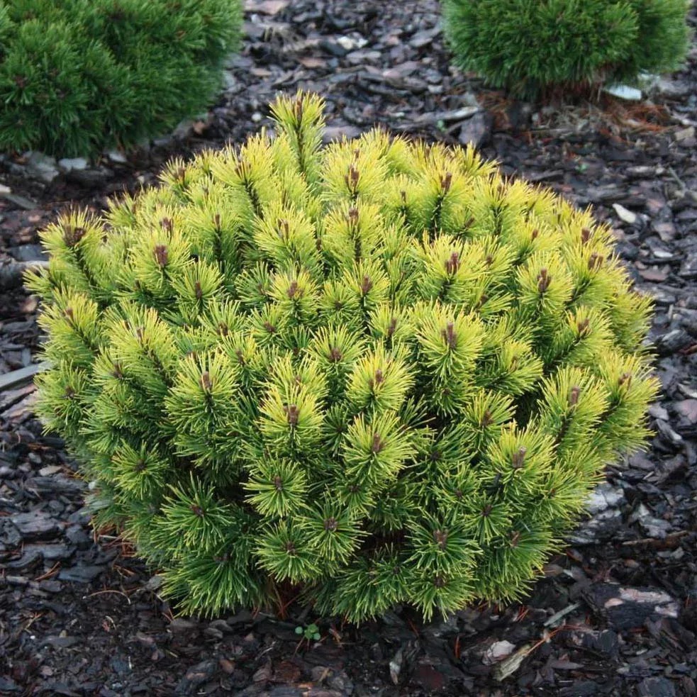 Сосна горная Офир v8 25-30 