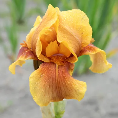 Кореневище Ирис бородатый Апачи Варриор 1шт Поиск 