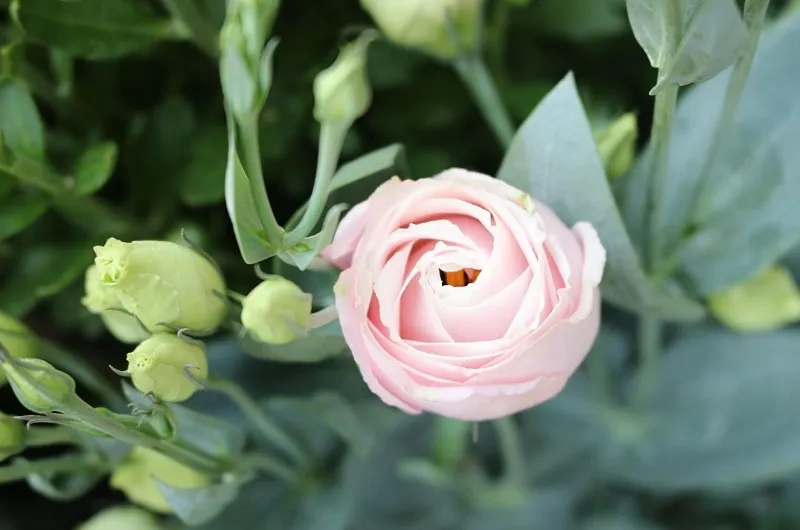 Посейте эустому 