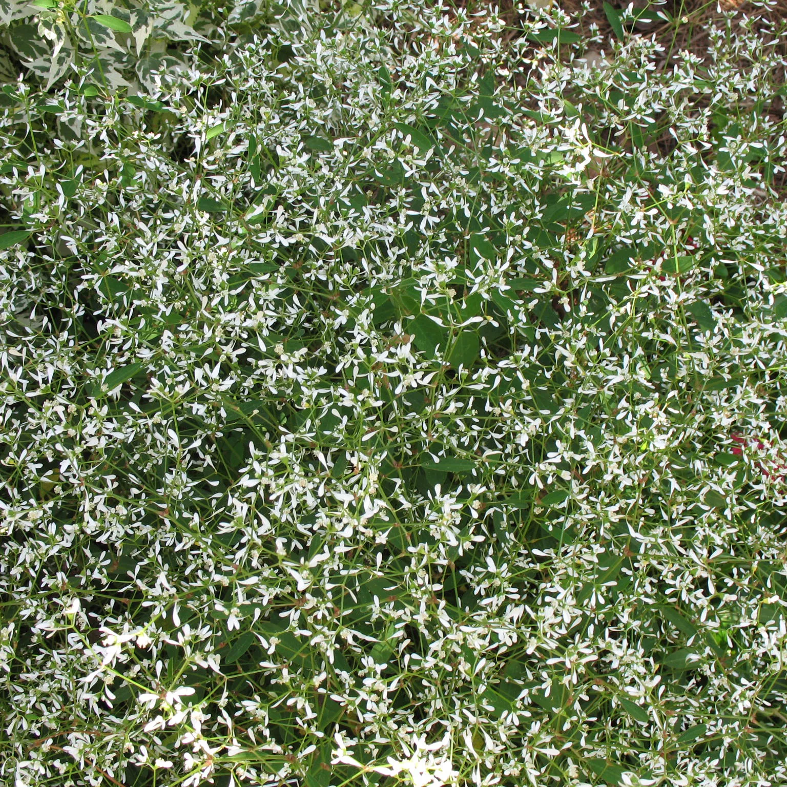 Эуфорбия ампельная Диамонд Фрост белая D23 ПВ 