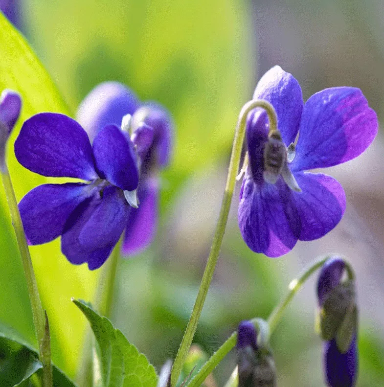 Фиалка d9 10 ХР 