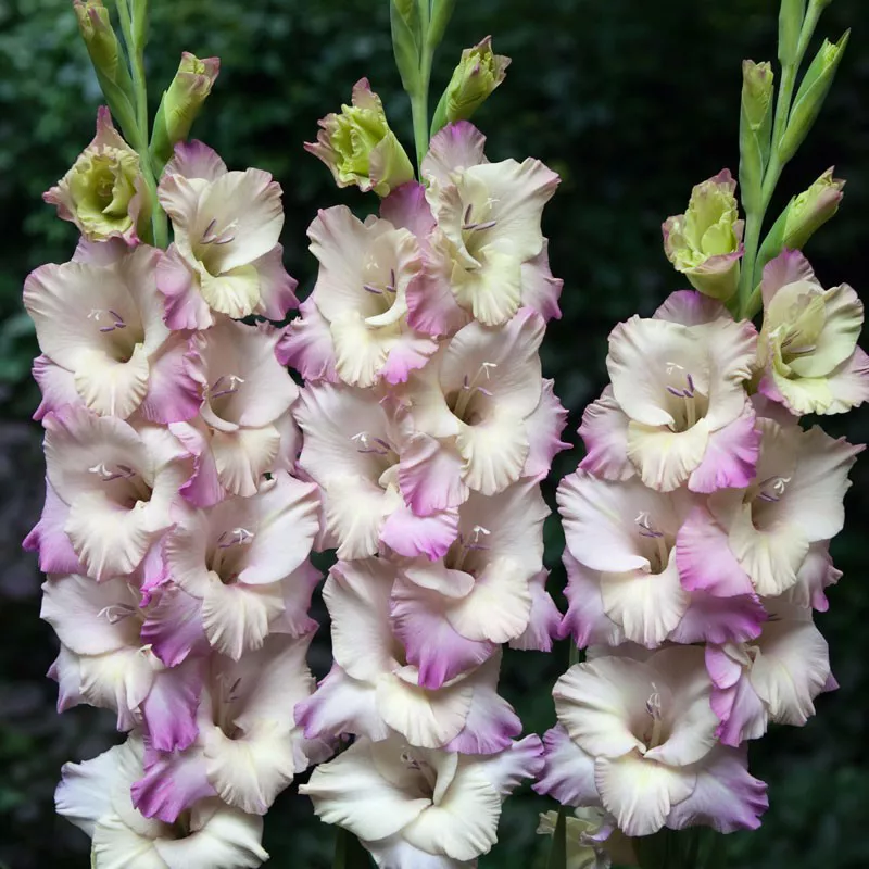 Луковица Гладиолус Тампер, 5шт/уп 