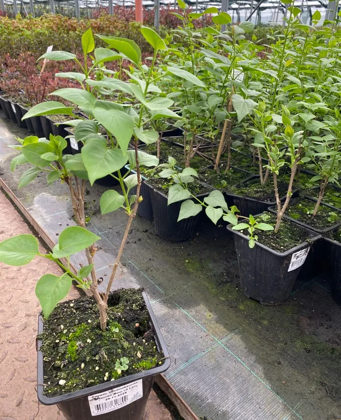 Сирень обыкновенная Маршал Фош v2 Lav 