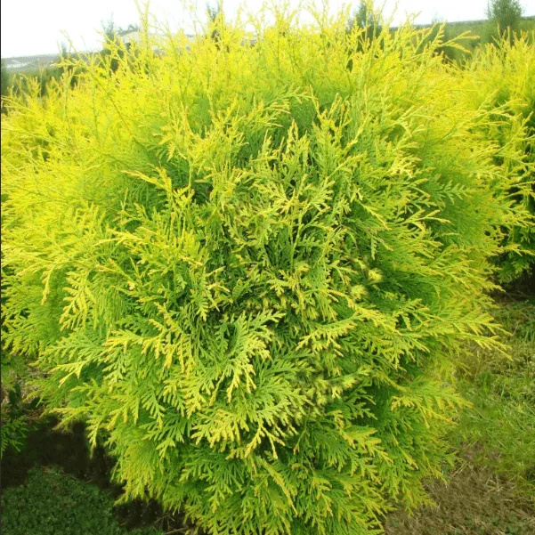 Туя западная Глобоза Аурея C26 80-100 