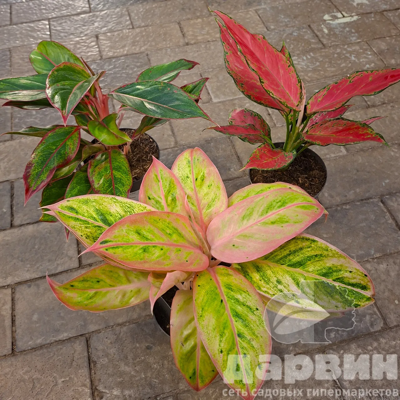 Аглаонема колор стар микс д12 х35 WM