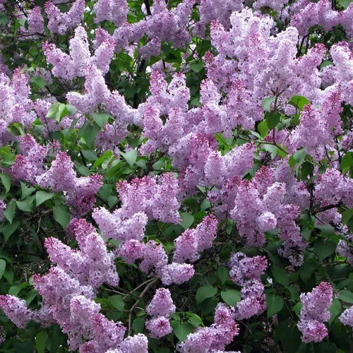 Сирень в асс. с26 