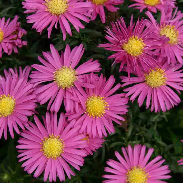 Астра Айланд Багамас v2 Tim 