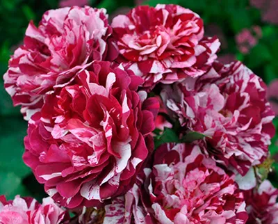 Роза флорибунда Нью Имэджин в коробке ЦО 