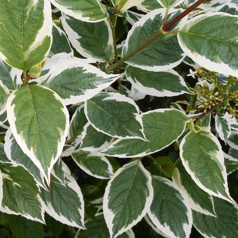 Дерен белый Сибирика v2 Lav