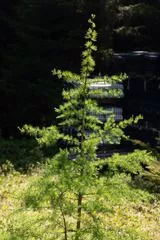 Лиственница американская Пирамидалис Аргентеа v3 40-60 Bor 