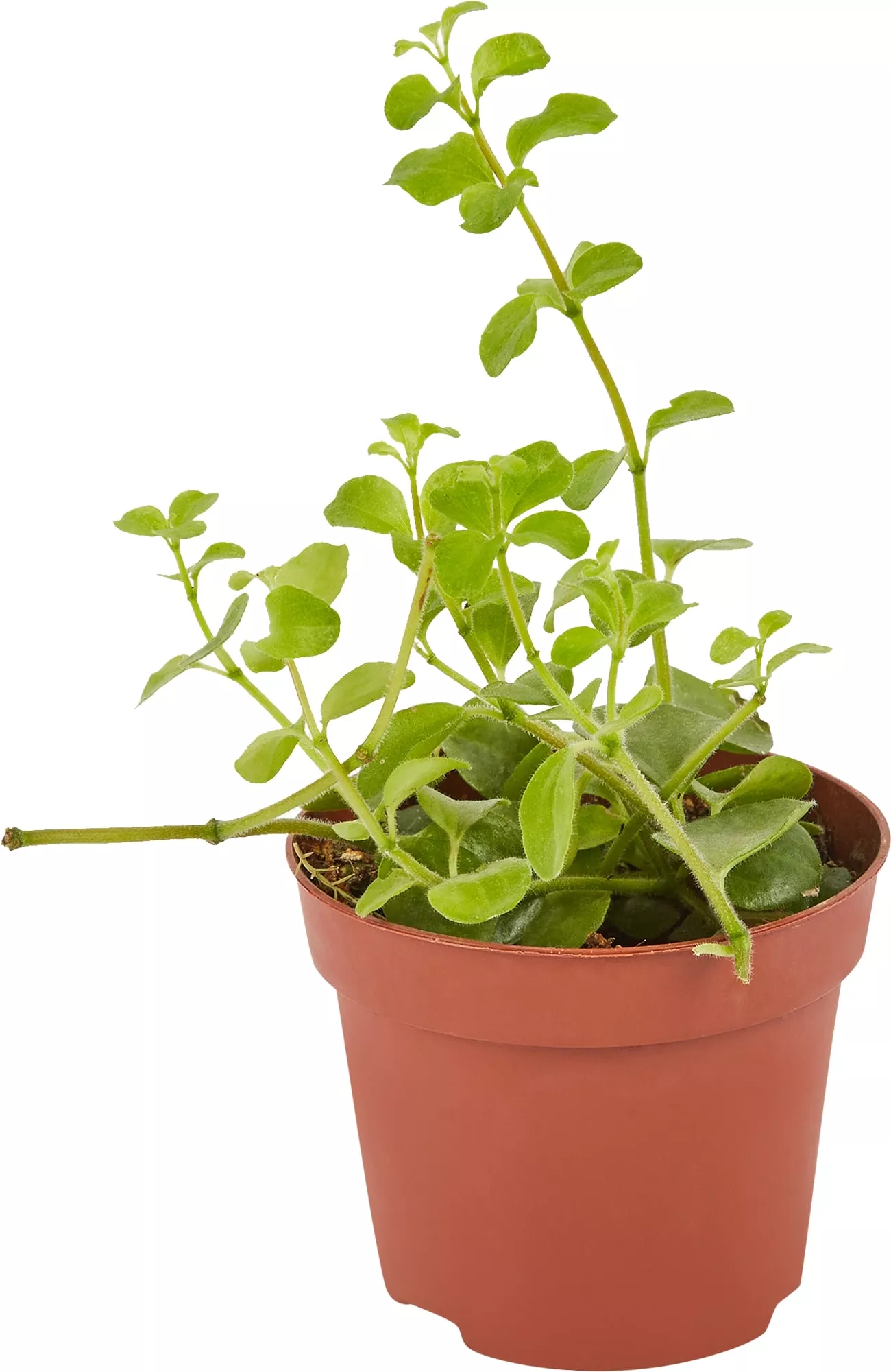 Пилея Ротундифолия d7 h10 