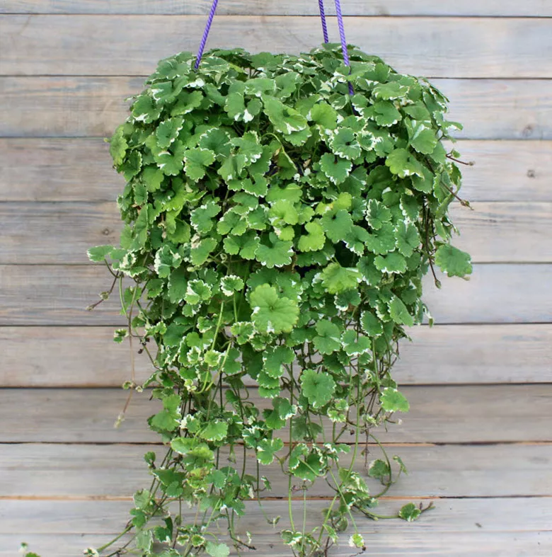 Будра плющелистная пестрая кашпо d23 ХР 