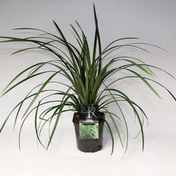 Осока Айриш грин Р17 Tw 