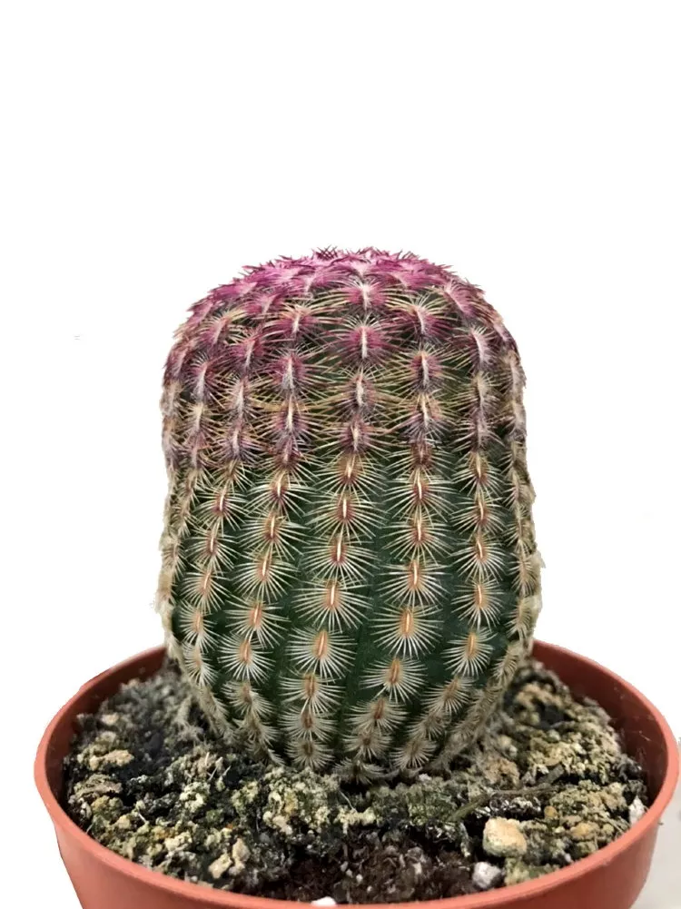 Эхиноцереус Рубиспинус d8 h15 