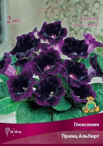 Клубень Глоксиния Принц Альберт 4/5 2шт Поиск 