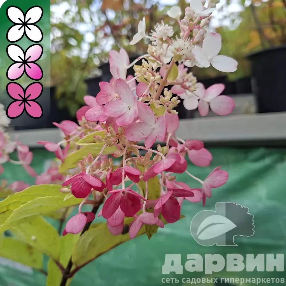 Гортензия метельчатая Пинк Леди v3 Lav 