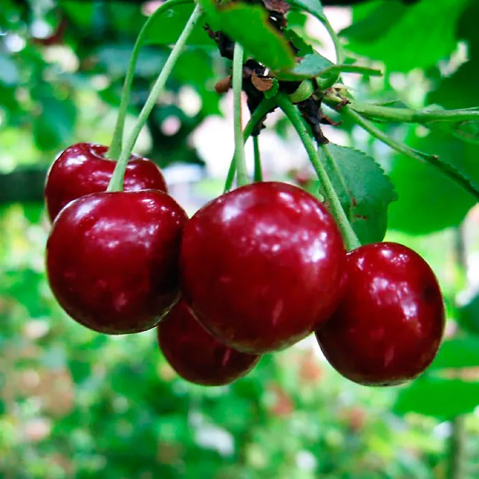 Вишня Харитоновская 1-летка 