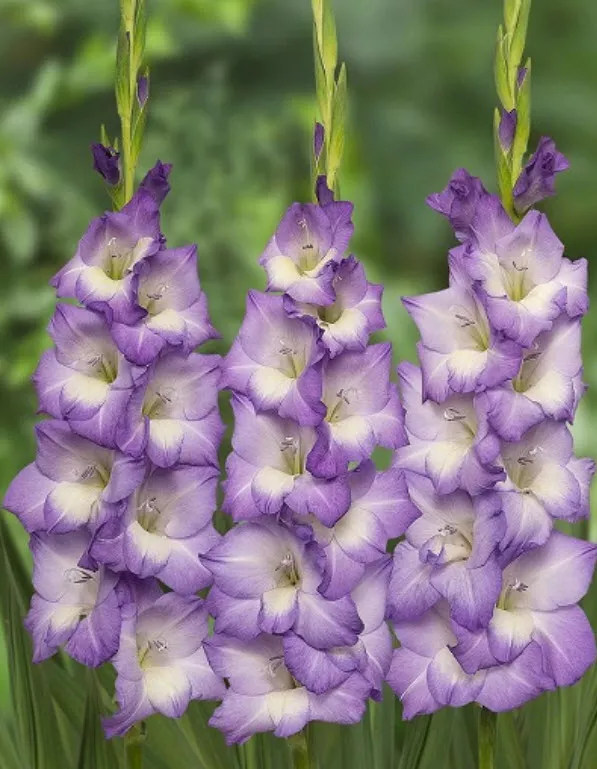 Луковица Гладиолус крупноцветковый Блу Сторм 10/12 10шт. Поиск 