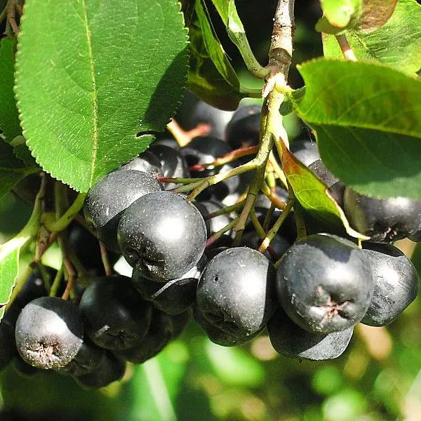 Рябина черноплодная Алтайская, с2-3 