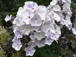 Флокс метельчатый Герман (С2) ЦО 