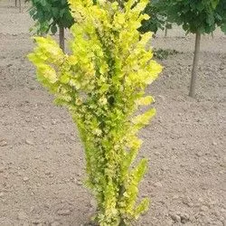 Вяз голландский Вредеи 160-180см с15 