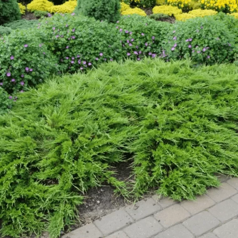 Можжевельник казацкий Рокери Джем v5 20-25 YP 