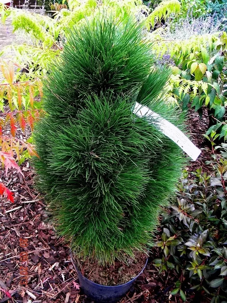 Сосна черная Грин Тауэр 30-40 cm cont. 4,0L Mt 