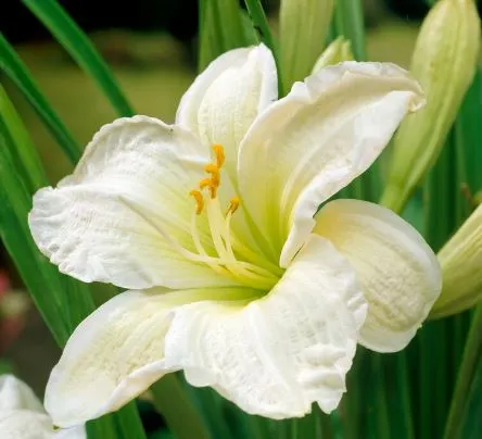 Корневище Лилейник Джентл Шеферд  II 1шт 