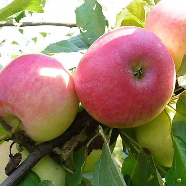 Яблоня Раннее алое 3-х летка 