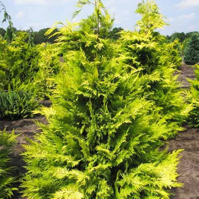 Кипарисовик лавсона Голден Вондер С10 