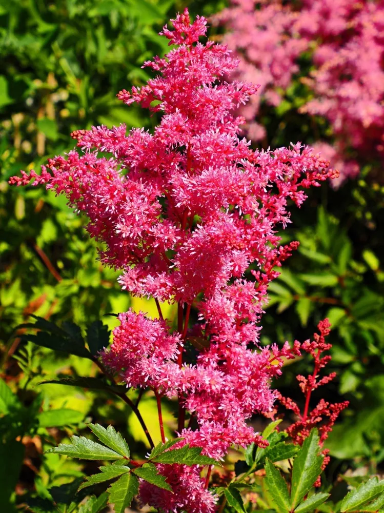 Астильба Вижион Вулкан v2 Tim 