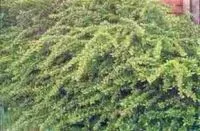 Барбарис обыкновенный пурпурный с2-с3 Nik 