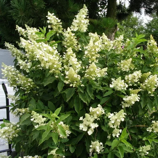 Гортензия метельчатая Киуши с2/60-80 UL 