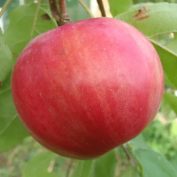 Яблоня Желанное 3-х летка Tim 