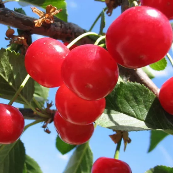 Вишня Фея 3-х летка 