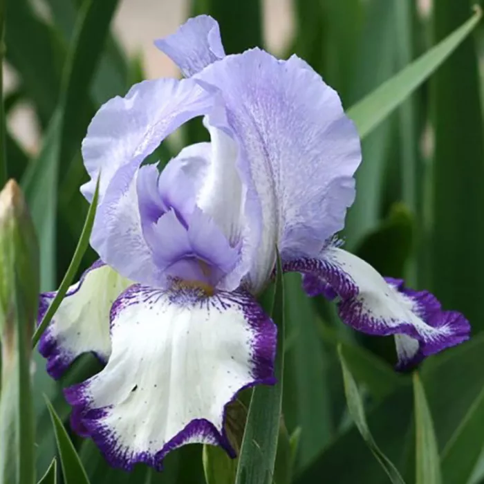 Корневище Ирис Он Иджи, 1шт/уп 