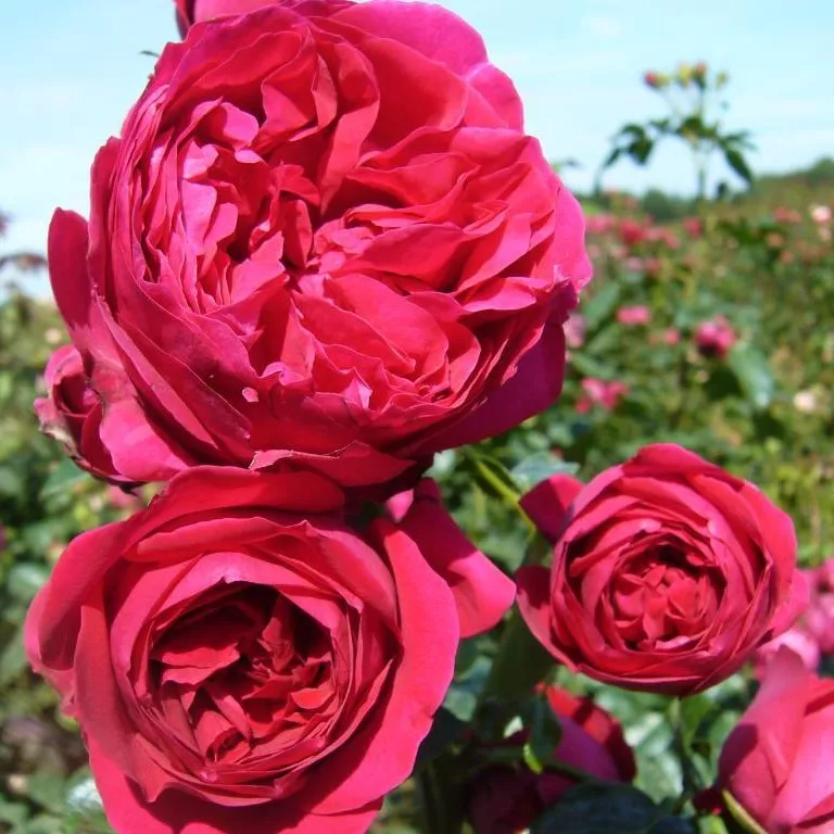 Роза плетистая Эрик Таберли v5 Lav 