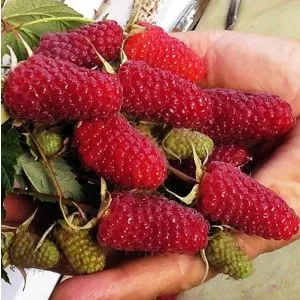 малина малиновая гряда