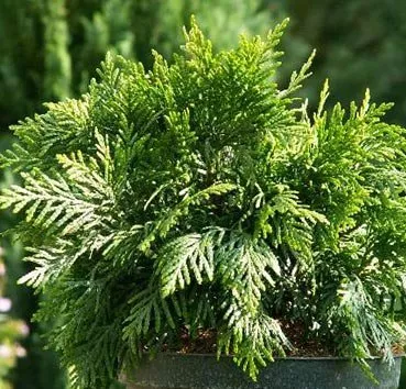 Туя западная Грюне Кугель v2 Lav 