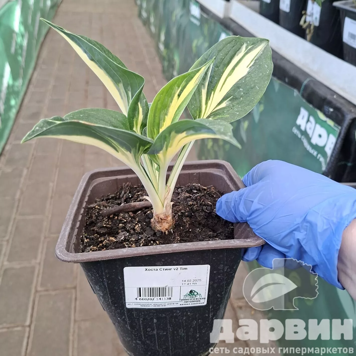 Хоста Стинг v2 Tim 