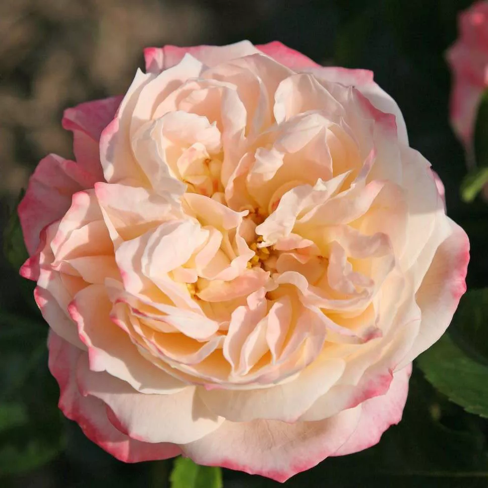 Роза чайно-гибридная Конкорд штамб v11 90см Dem 