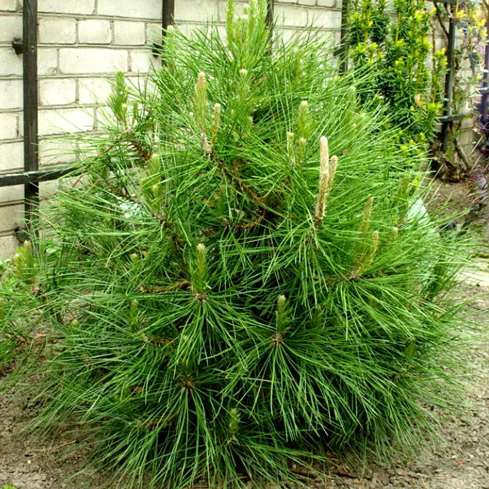 Pinus nigra globosa. Pinus nigra Brepo. Pinus Sylvestris globosa viridis.