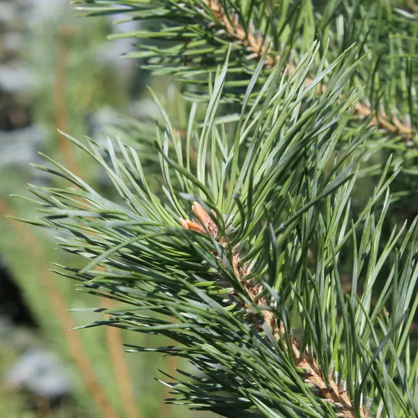 Растение сосна обыкновенная 100-125см 