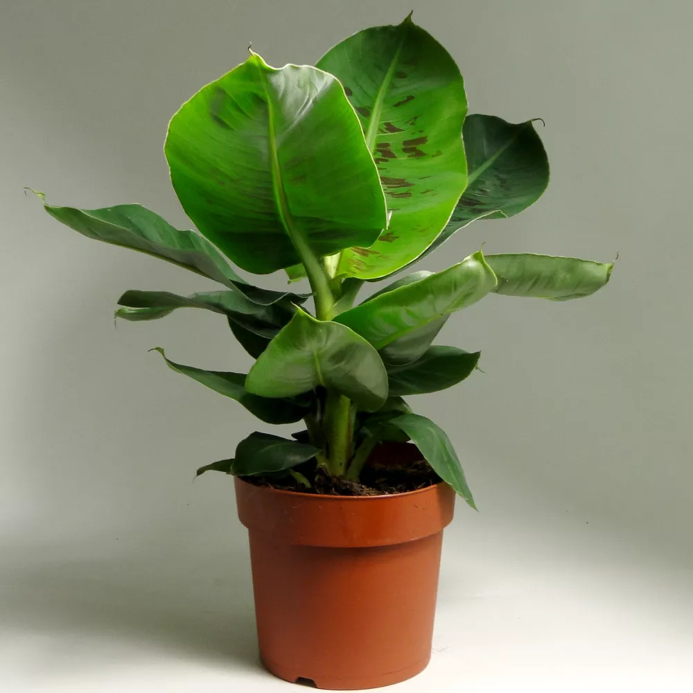 Банан Тропикана d12 h40 