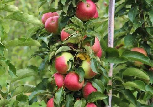 Яблоня колоновидная Арбат v7 80-100 Tim 