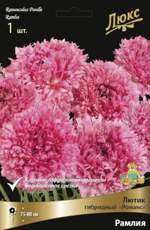 Луковица  Корневище Мирабилис ялапа  Смесь окрасок 5шт. Поиск 