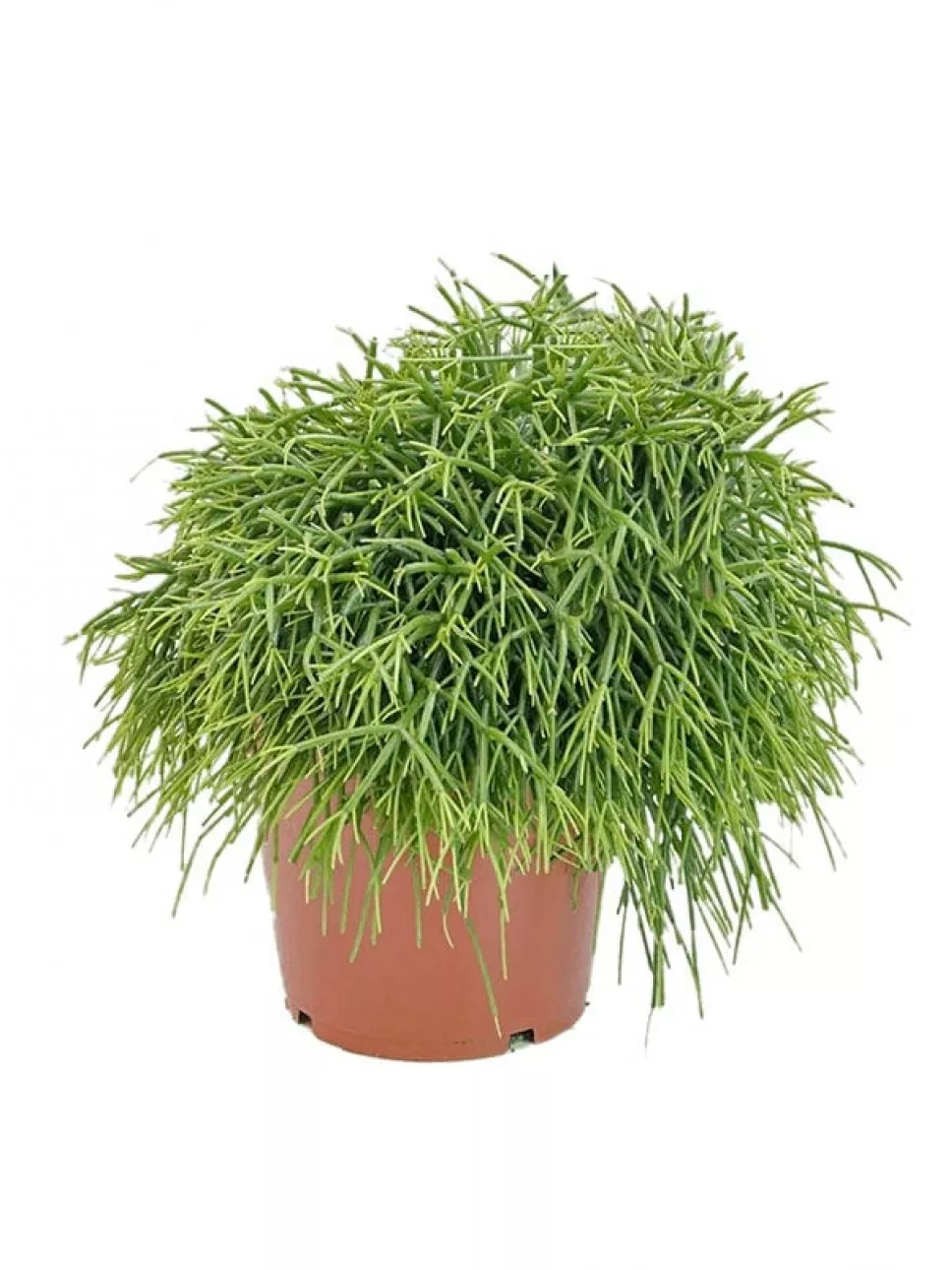 Рипсалис Оазис d12 h20 