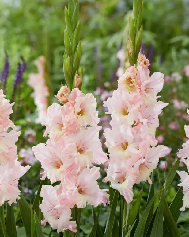 Луковица Гладиолус гофрированный Пинк Лайтнинг 10/12 5шт. Поиск 