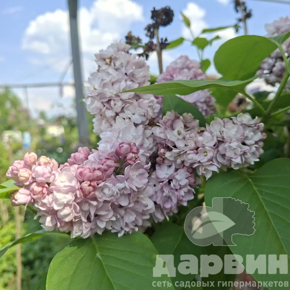 Сирень обыкновенная Жди меня C10 80-100 YP 