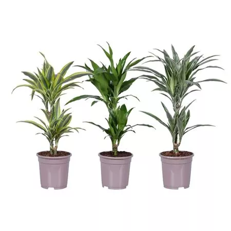 Драцена Деременсис 2ст микс d17 h70 